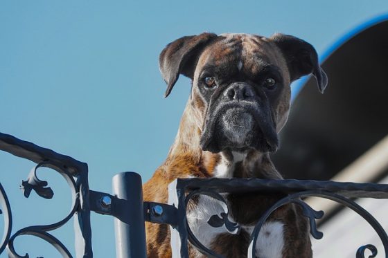 Image shows a boxer dog appearing over the top of a gate. Not coming in here if you want to talk football.